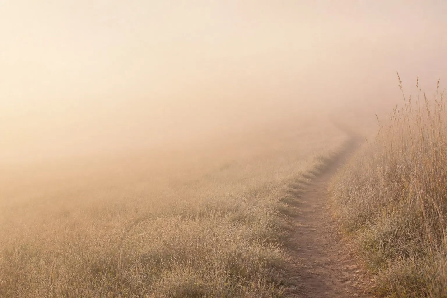 Ein schmaler Pfad führt durch trockenes Wiesengras in den warmen Morgennebel